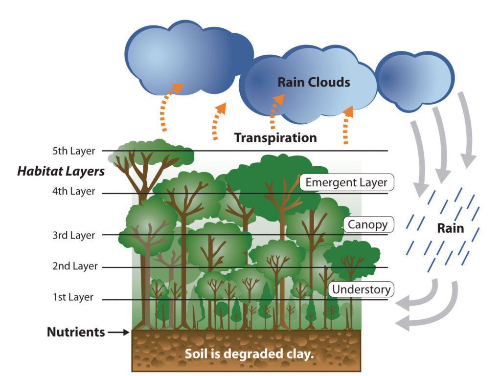 Forest Apocalypse: Why 2025&#8217;s Deforestation Crisis Threatens Human Civilization