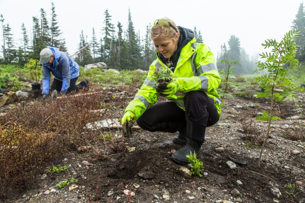 Giant Panda Stem Cells Could Save Endangered Species &#8211; Lab-Grown Conservation