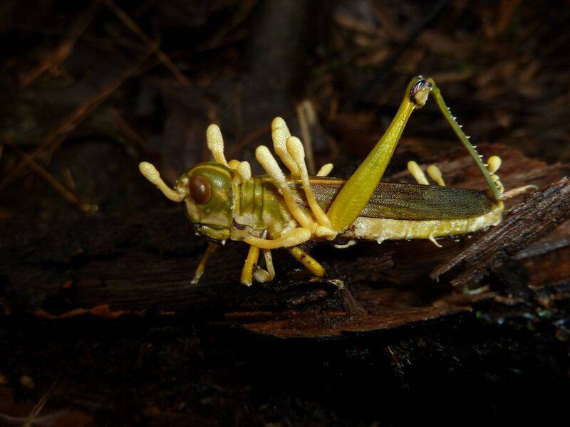 The Zombie Makers: Meet the Parasites That Control Animal Minds