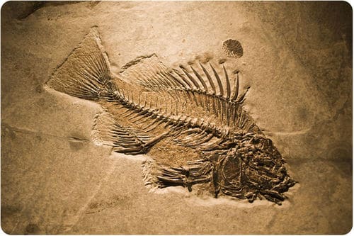 Bone-Eating Worms Have Been Cleaning Ocean Floors for Over 100 Million Years