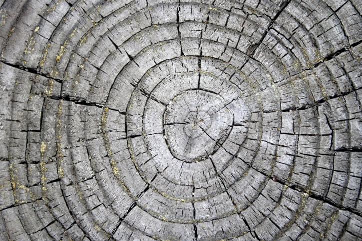 The Tree That&#8217;s Been Sending Secret Messages for 500 Years