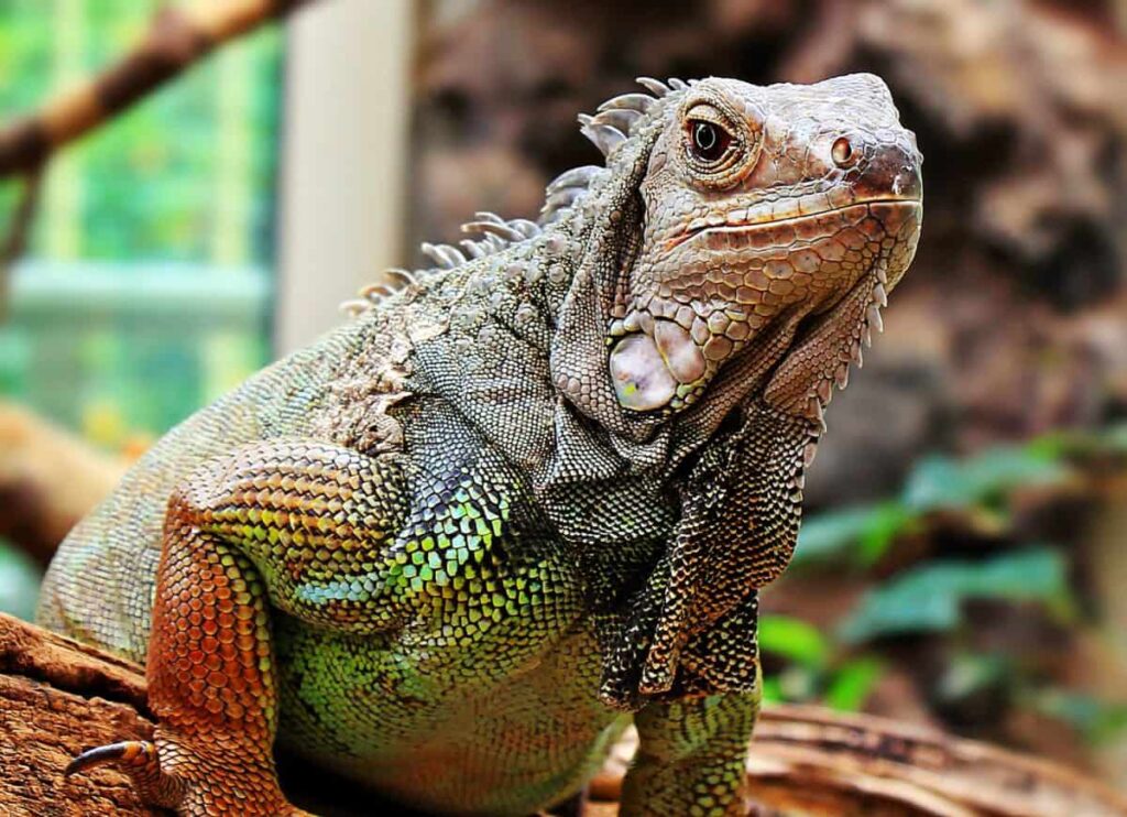 The 289-Million-Year-Old Skin That Rewrites Evolution History