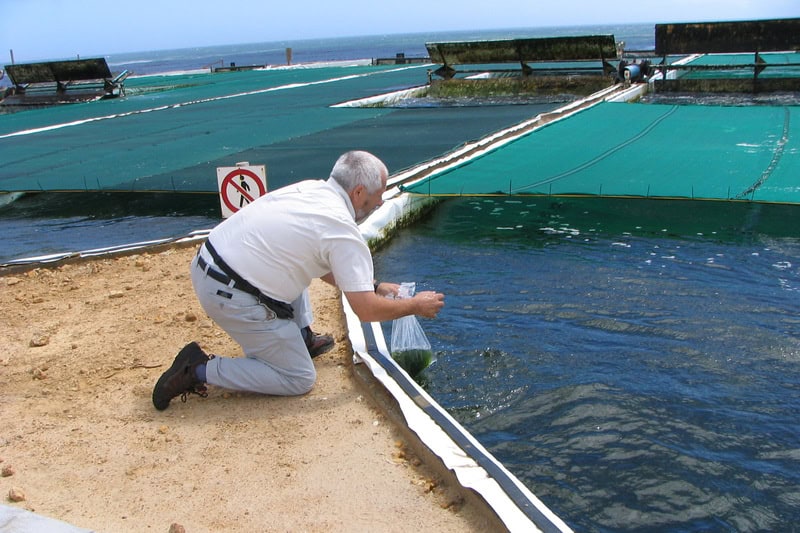 How Seaweed Farming Could Feed the World After Nuclear War