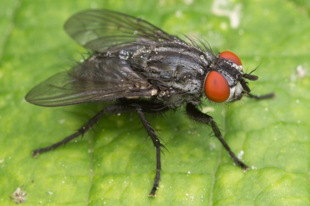 The Zombie Makers: Meet the Parasites That Control Animal Minds