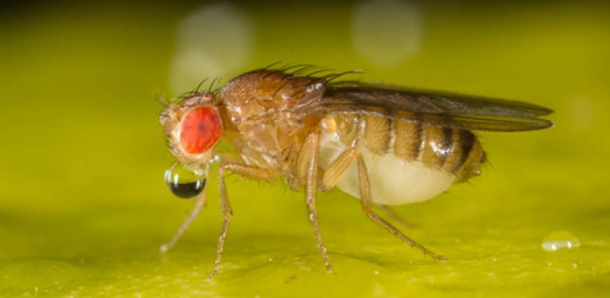 Scientists Map 140,000 Neurons in Fruit Fly Brain &#8211; Here&#8217;s What It Reveals About Human Memory