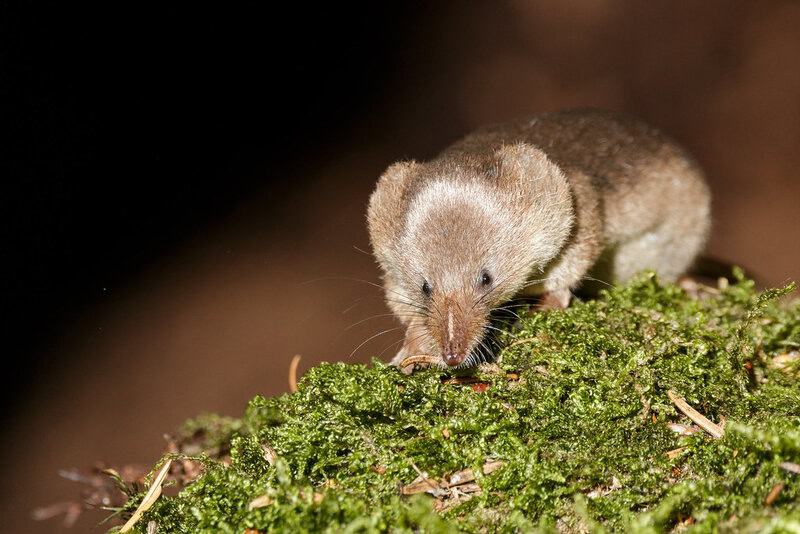 The Great Escape Artists: Animals That Fake Death Better Than Any Actor