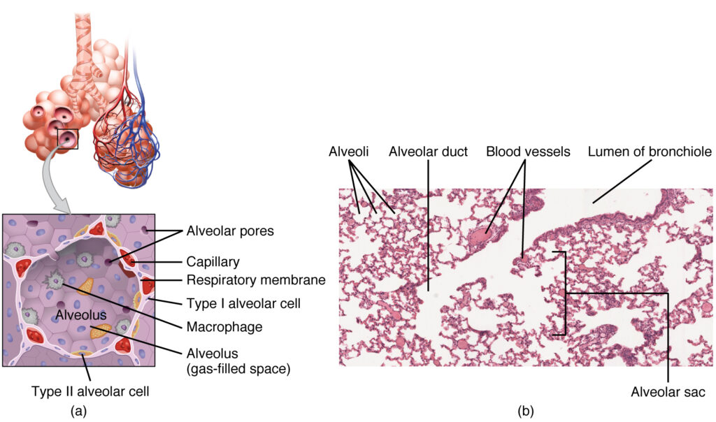How Long Do Human Cells Actually Live? Your Body Replaces Itself Constantly