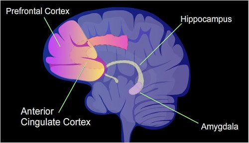 The Free Will Illusion: How Your Brain Tricks You Into Thinking You&#8217;re Making Choices