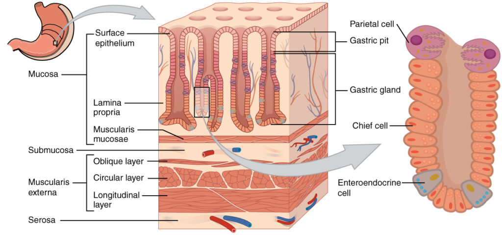 How Long Do Human Cells Actually Live? Your Body Replaces Itself Constantly