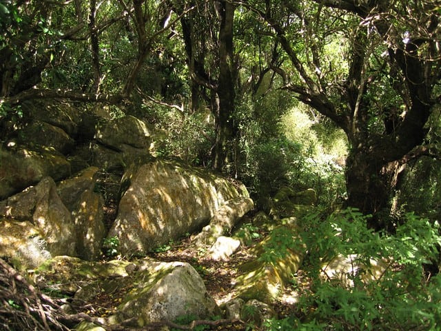 The Climate Solution Hiding in Plain Sight: Trees That Eat CO2 and Poop Out Rocks