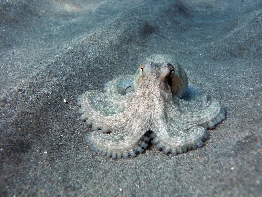 How Octopuses Became the Ocean&#8217;s Smartest Invertebrates — 25 Problem-Solving Abilities