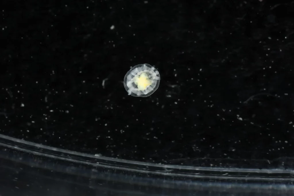 Scientists Discover Immortal Jellyfish That Reverses Aging Process