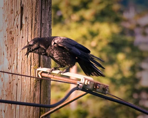 These Crows That Hold 25-Year Grudges and Pass Their Hatred Down Through Generations