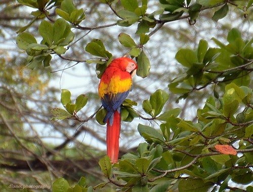 Carbon-Neutral Adventures: How Costa Rica&#8217;s Eco-Lodges Are Redefining Responsible Travel