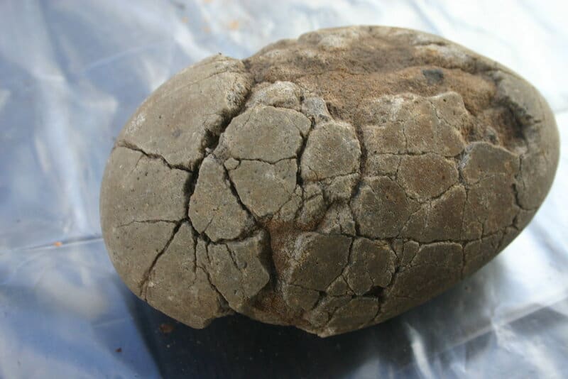 Bone-Eating Worms Have Been Cleaning Ocean Floors for Over 100 Million Years