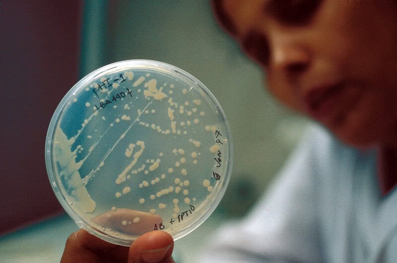 The Microscopic Vampire That Could Cure Candida Infections