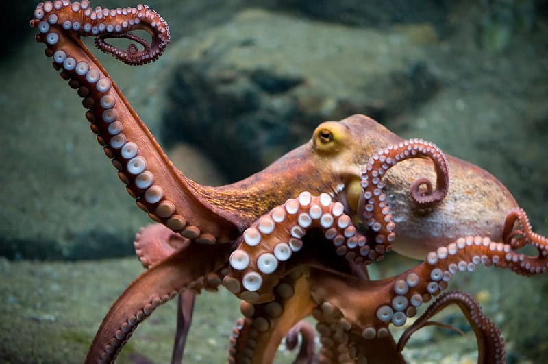 How Octopuses Became the Ocean&#8217;s Smartest Invertebrates — 25 Problem-Solving Abilities