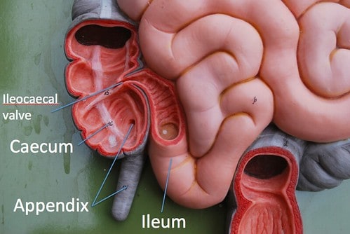 The Body Parts You Didn&#8217;t Know You Had (That Could Save Your Life)