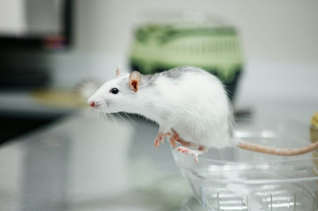 Mice&#8217;s Jaw-Dropping Instinct to Save Buddies from the Brink – Nature&#8217;s Paramedics?