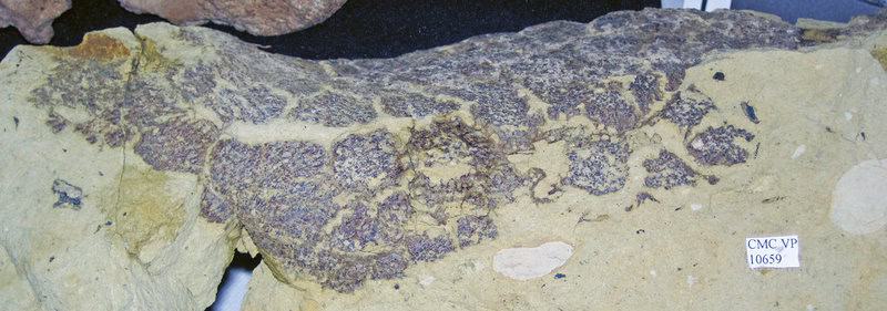 The 289-Million-Year-Old Skin That Rewrites Evolution History