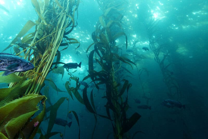 How Seaweed Farming Could Feed the World After Nuclear War