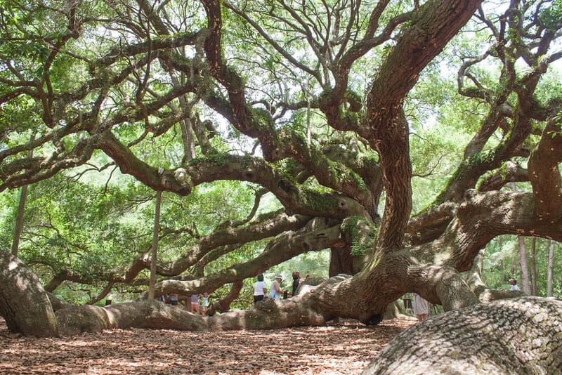 The Tree That&#8217;s Been Sending Secret Messages for 500 Years