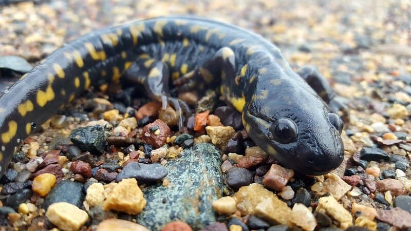 Massive Extinct Salamander With Vice-Like Jaws Found in Tennessee Fossil