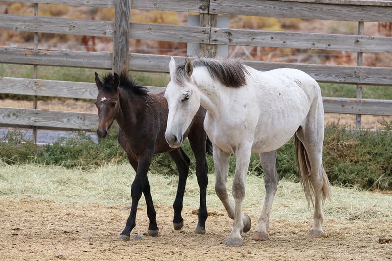 Scientists Decode Horse Facial Expressions to Better Understand Their Emotions
