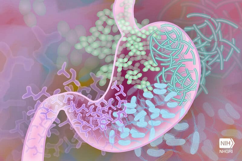 The Gut Health Revolution: How Probiotics Work Differently in Younger and Older Bodies