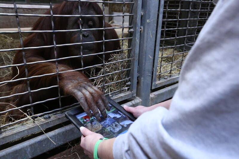 Wild Orangutans Show Communication Complexity Thought to Be Uniquely Human
