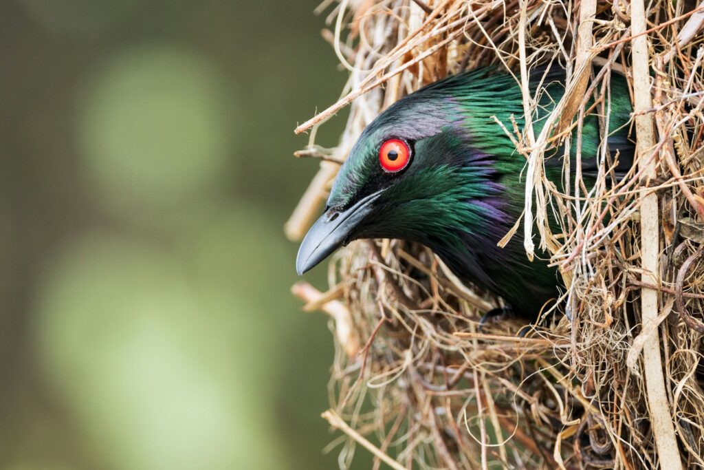 30 Animals Whose Building Skills Rival Human Engineers