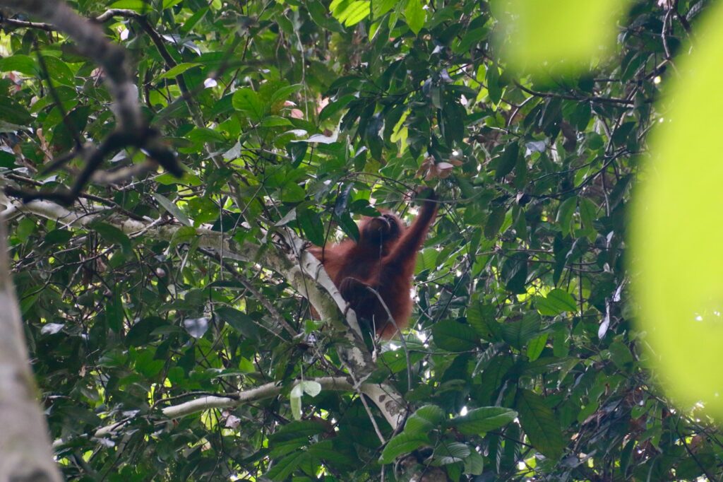 Wild Orangutans Show Communication Complexity Thought to Be Uniquely Human
