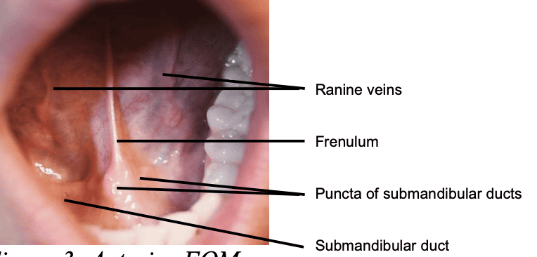 The Body Parts You Didn&#8217;t Know You Had (That Could Save Your Life)
