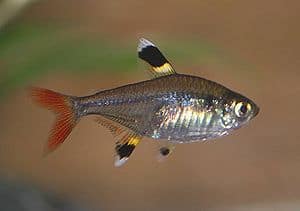 27 New Species Found in Peru&#8217;s &#8216;Human-Dominated&#8217; Rainforest