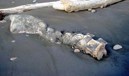 Bone-Eating Worms Have Been Cleaning Ocean Floors for Over 100 Million Years