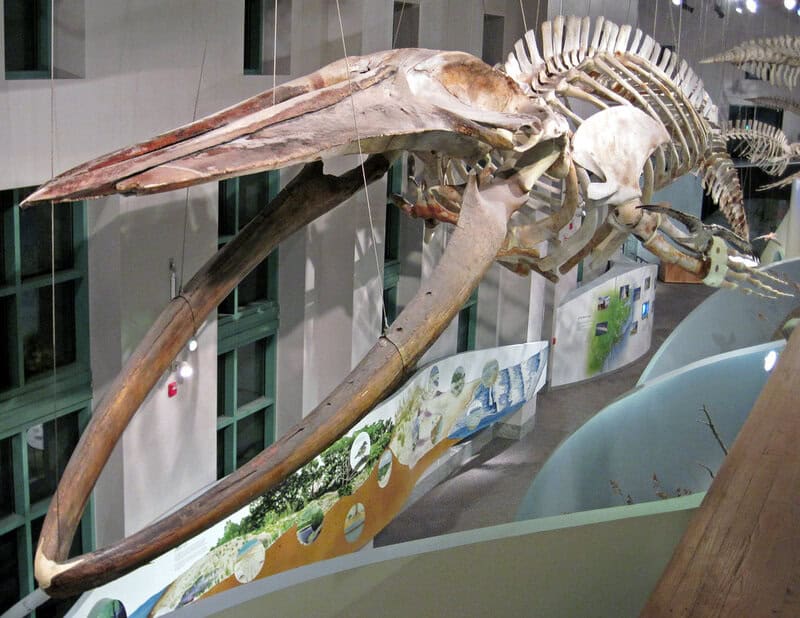 Bone-Eating Worms Have Been Cleaning Ocean Floors for Over 100 Million Years