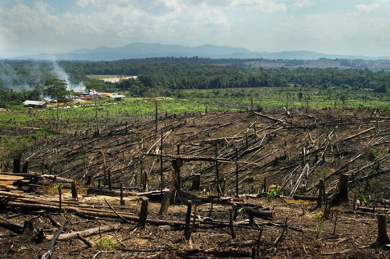 Forest Apocalypse: Why 2025&#8217;s Deforestation Crisis Threatens Human Civilization
