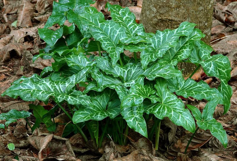 The Shapeshifters: Plants That Become Invisible to Survive