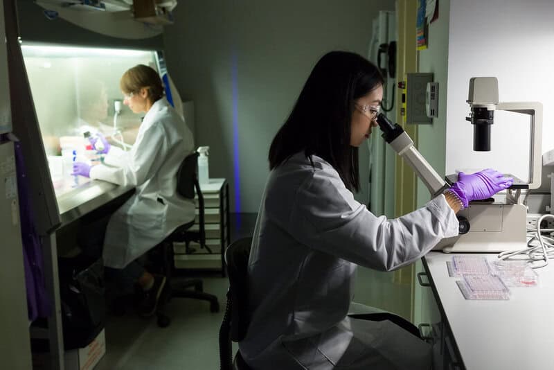 How Long Do Human Cells Actually Live? Your Body Replaces Itself Constantly