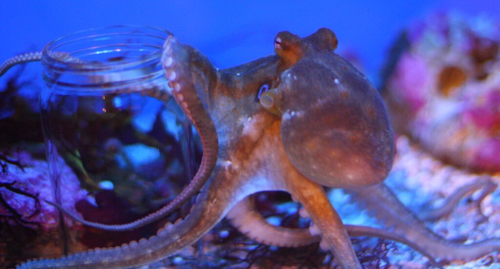 How Octopuses Became the Ocean&#8217;s Smartest Invertebrates — 25 Problem-Solving Abilities