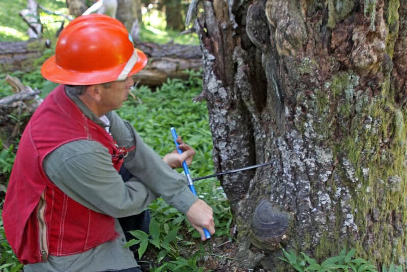 The Tree That&#8217;s Been Sending Secret Messages for 500 Years