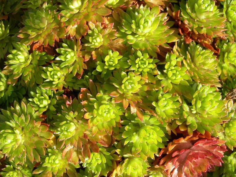 The Shapeshifters: Plants That Become Invisible to Survive