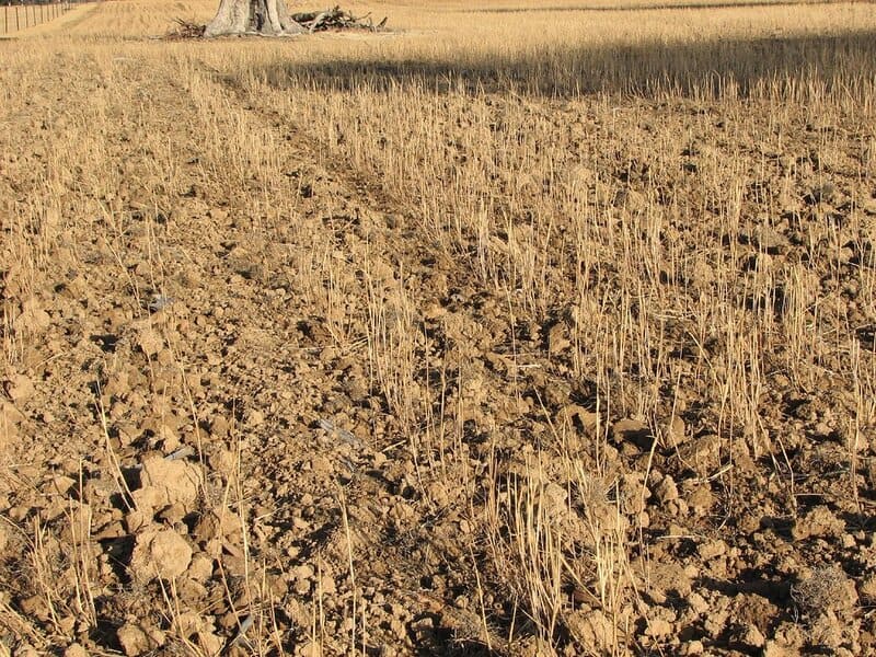 Forest Apocalypse: Why 2025&#8217;s Deforestation Crisis Threatens Human Civilization