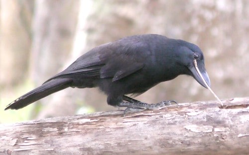 These Crows That Hold 25-Year Grudges and Pass Their Hatred Down Through Generations