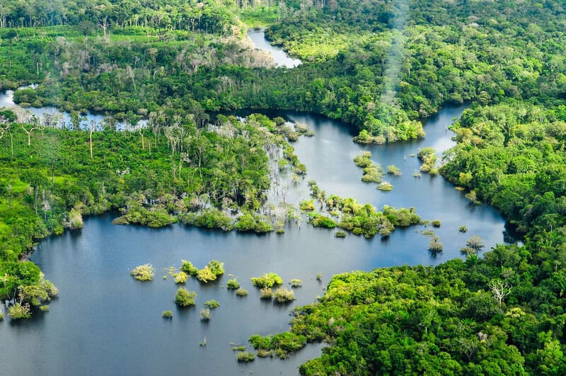Forest Apocalypse: Why 2025&#8217;s Deforestation Crisis Threatens Human Civilization