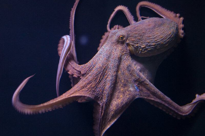 How Octopuses Became the Ocean&#8217;s Smartest Invertebrates — 25 Problem-Solving Abilities