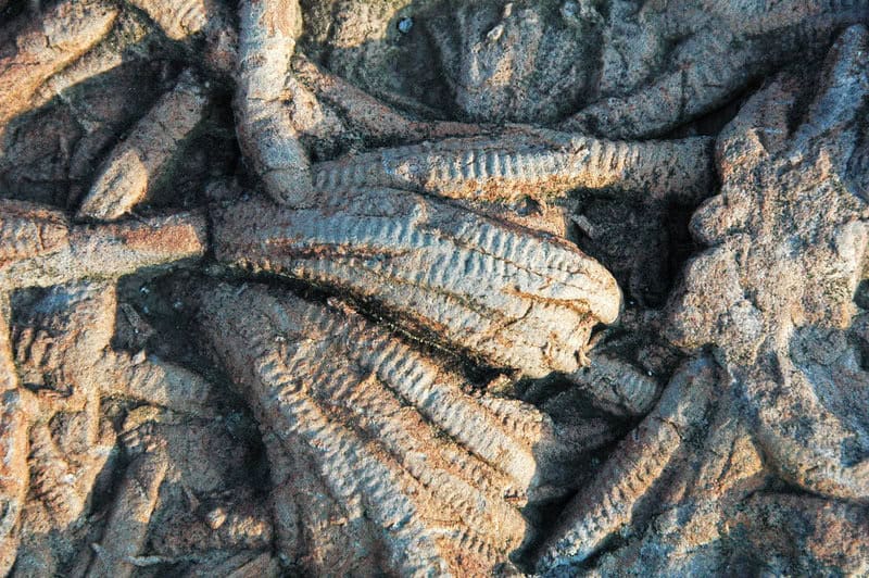 Bone-Eating Worms Have Been Cleaning Ocean Floors for Over 100 Million Years