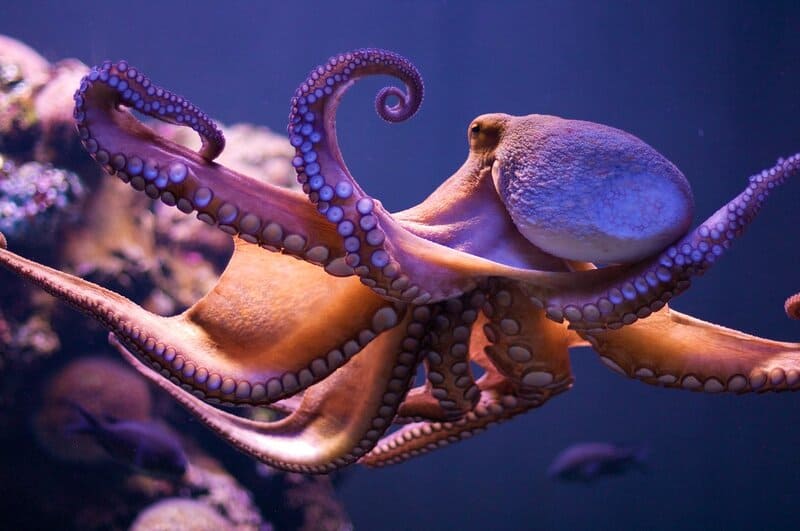 How Octopuses Became the Ocean&#8217;s Smartest Invertebrates — 25 Problem-Solving Abilities