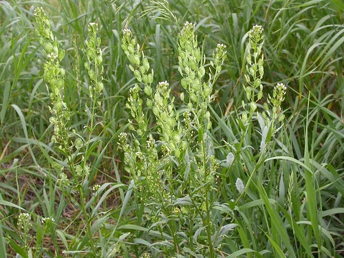 The Plant That Can Literally Eat Metal (And It&#8217;s Growing in Your Backyard)