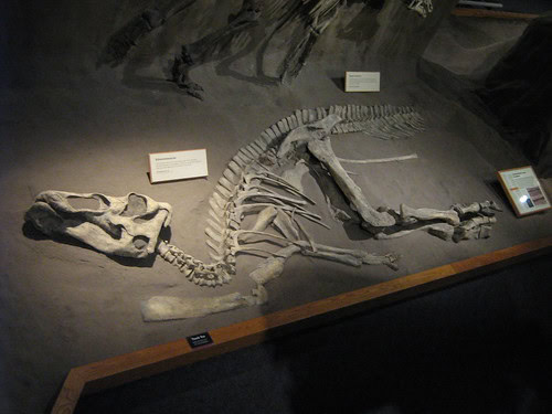 The 289-Million-Year-Old Skin That Rewrites Evolution History